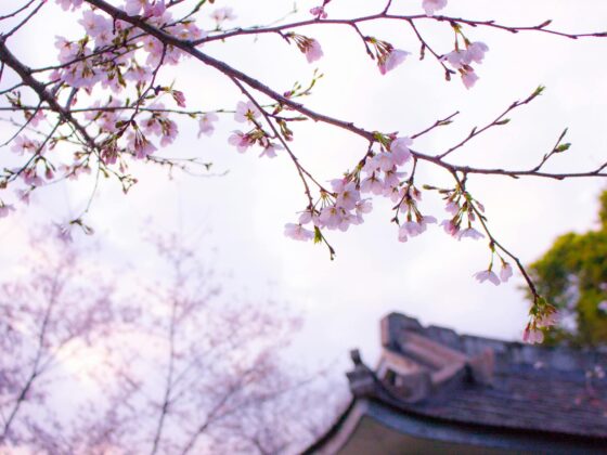 tokyo day trips shinkansen