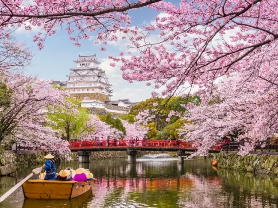 Himeji-Castle cherry blossom Season