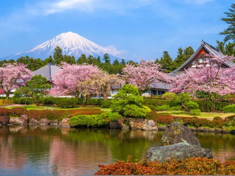 Japan Cherry Blossom Mt Fuji