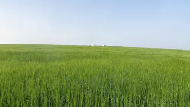 Moualine El Oued to Sidi El Aidi
