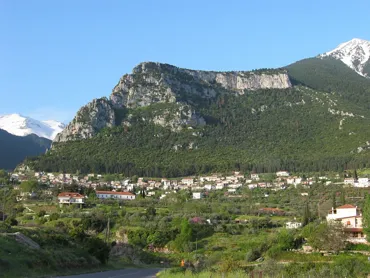 Tithorea