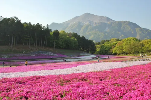 Tokyo to Saitama